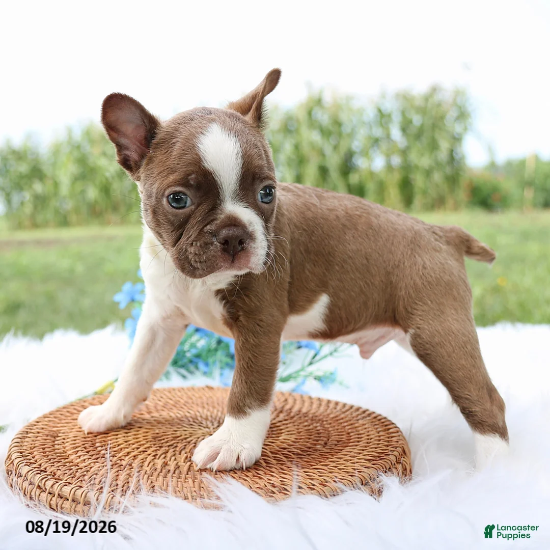 Boston Terrier dogs for sale: Rocky - Ad 1