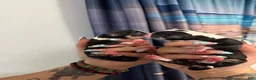 Chihuahua dogs for sale: Chihuahua 2 - Ad 2