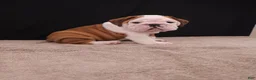English Bulldog dogs for sale: Bruno - Ad 10