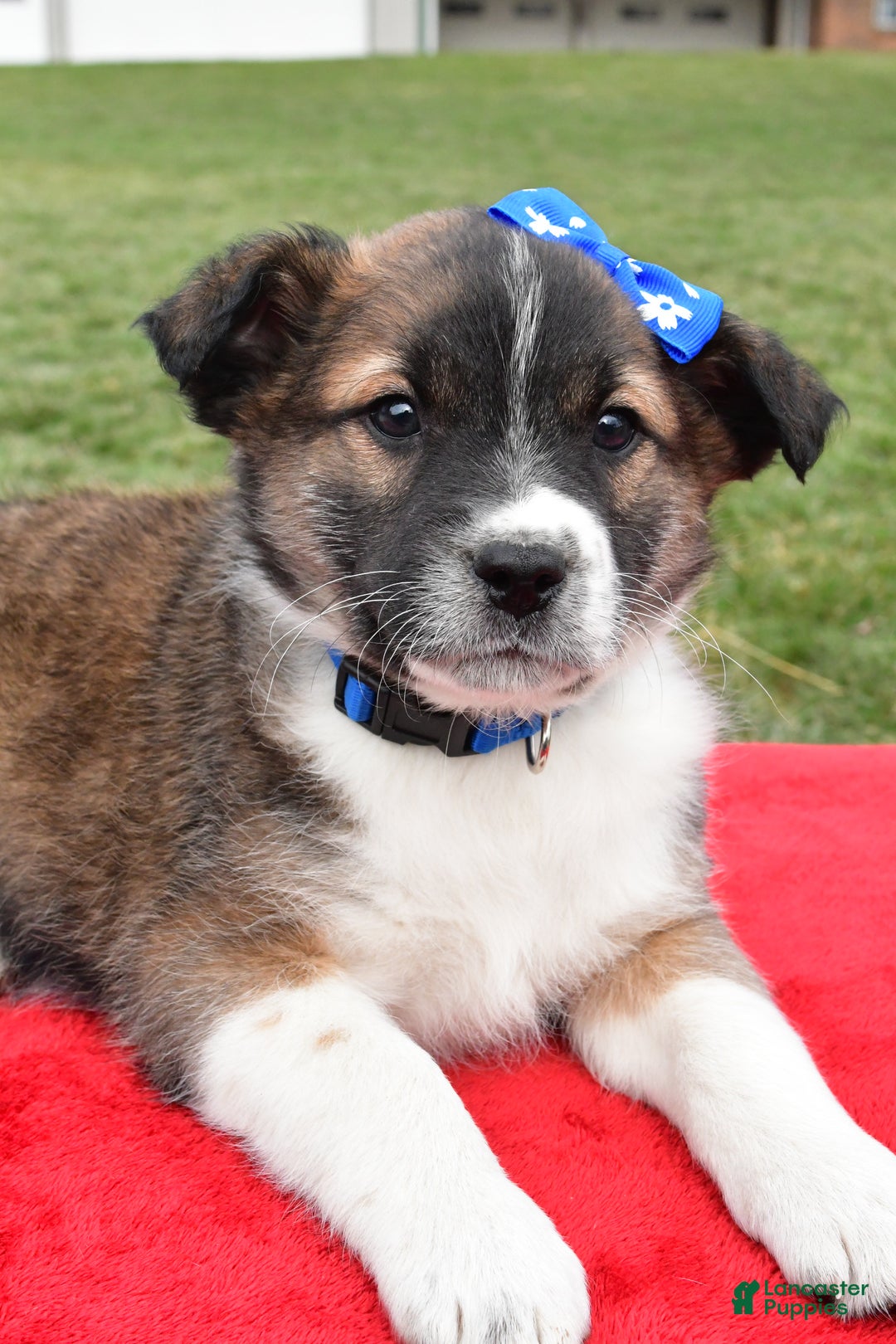 Mixed Breed dogs for sale: Max - Ad 2