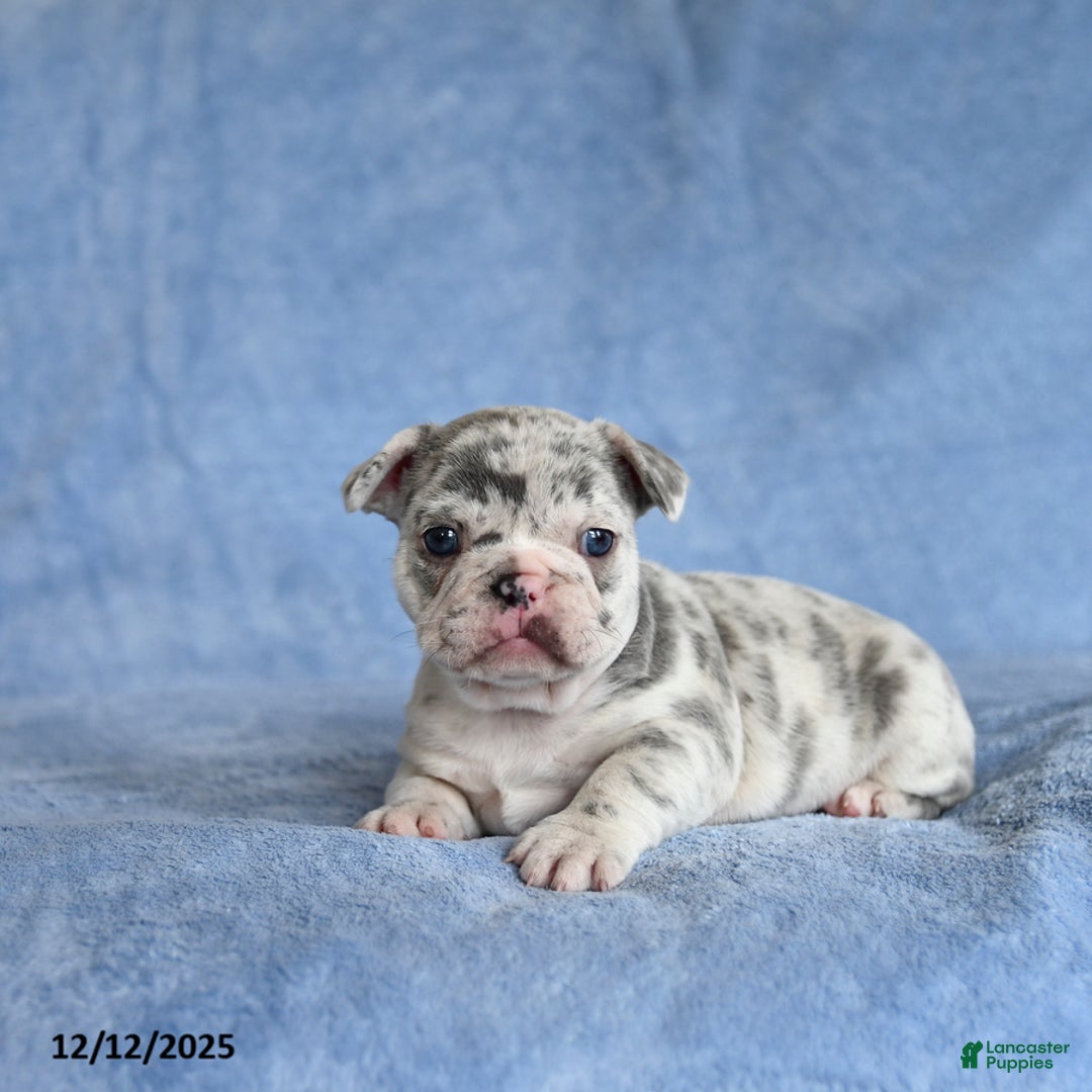 French Bulldog dogs for sale: Amy - Ad 2