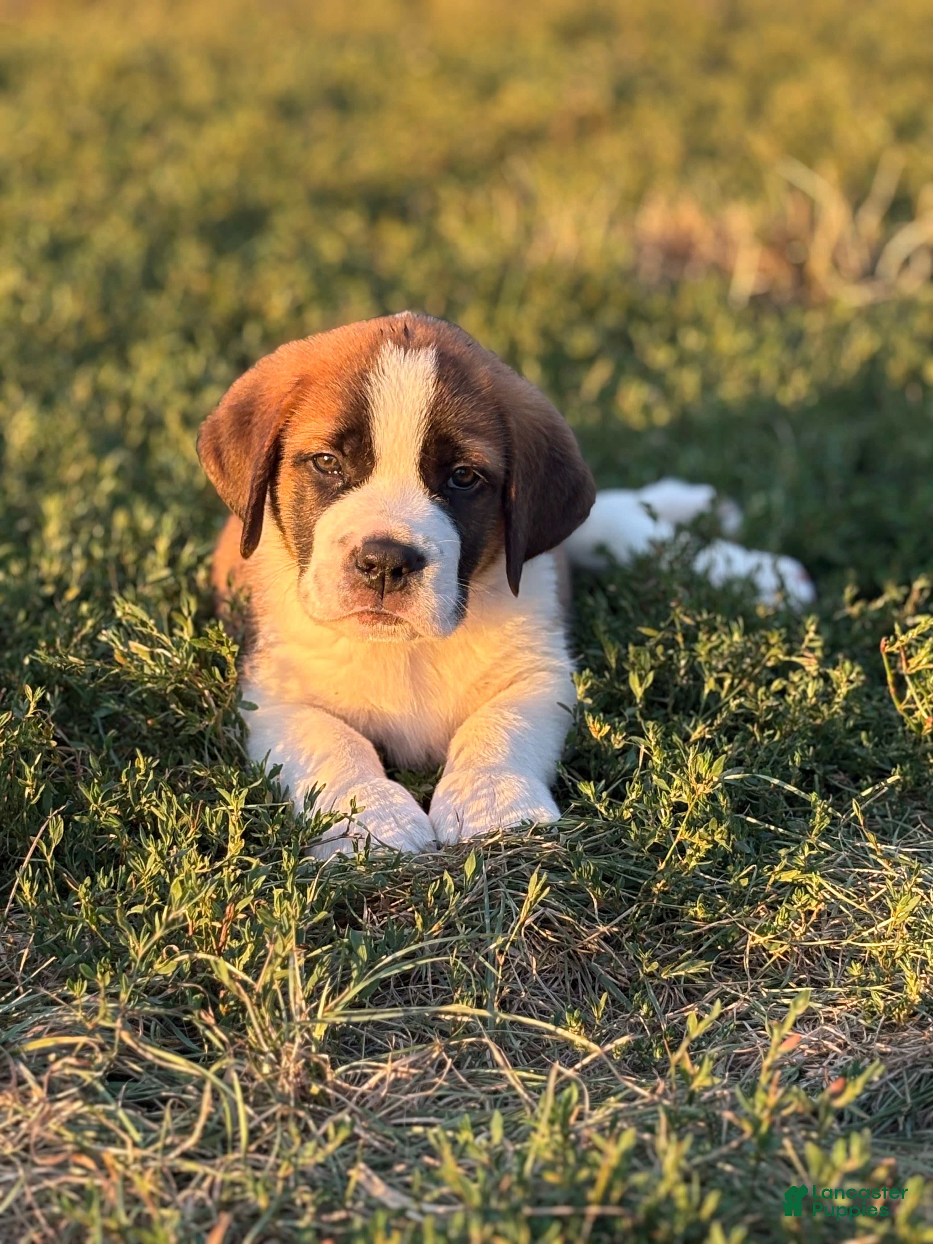 Saint Bernard dogs Rex - Ad 1