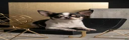 Chihuahua dogs for sale: Chihuahua 2 - Ad 14
