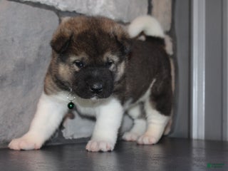 Akita dogs Scooby - Ad 8