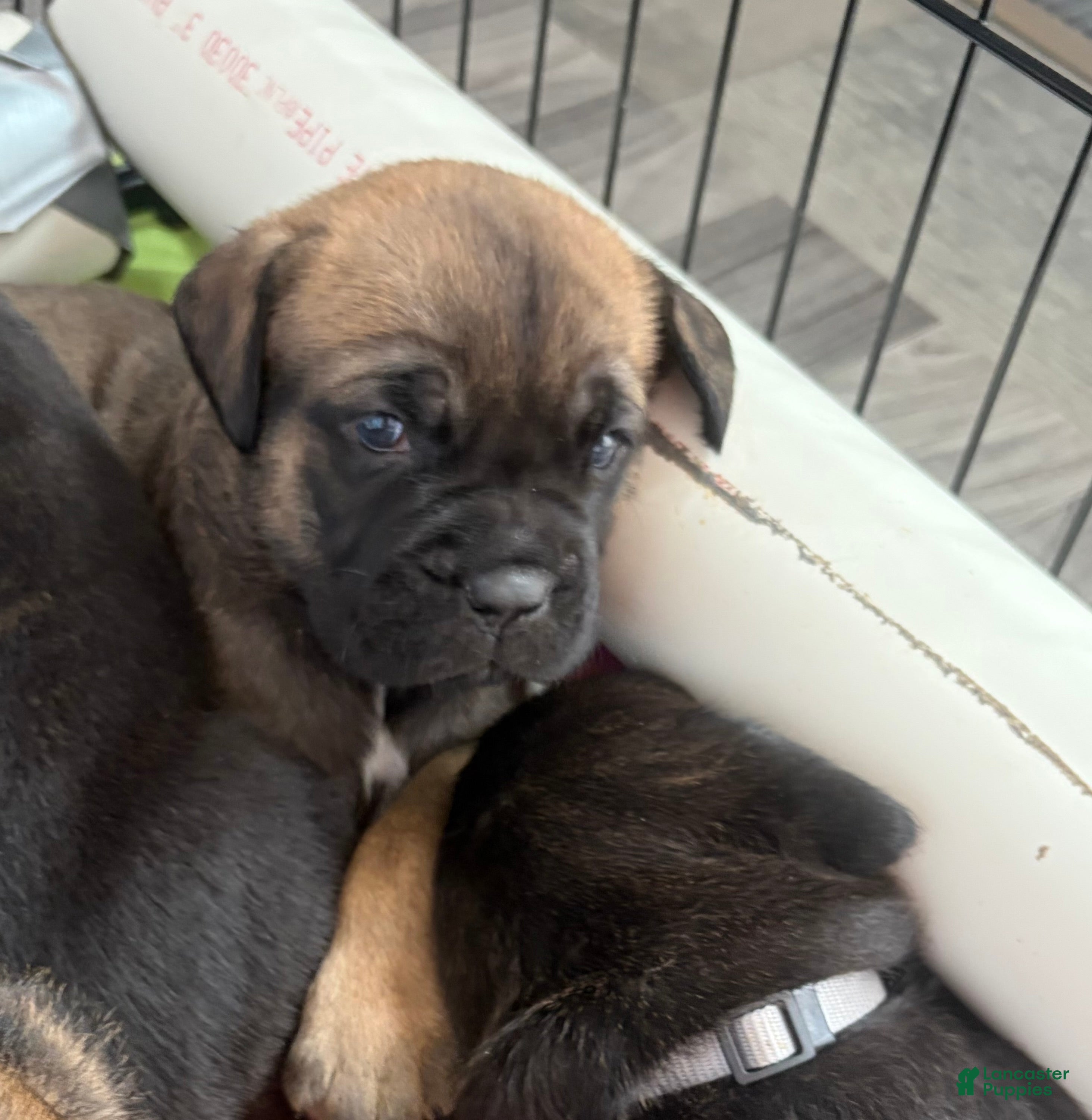 Cane Corso dogs Cane Corso 2 - Ad 30