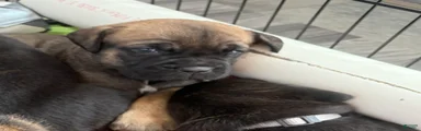 Cane Corso 2