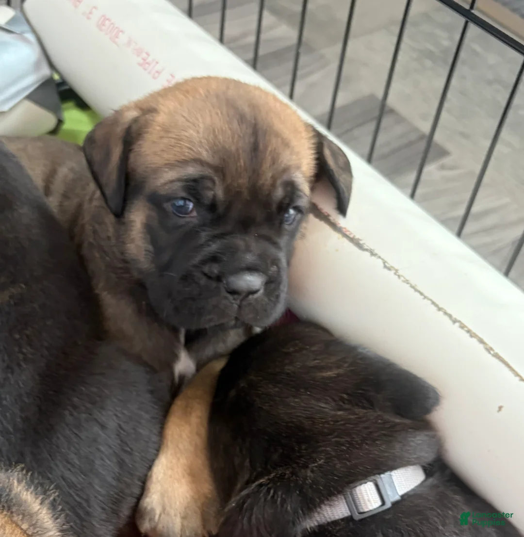 Cane Corso dogs for sale: Cane Corso 2 - Ad 1