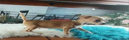 Chihuahua dogs for sale: Nationwide delivery. Popcorn boy white  - Ad 4