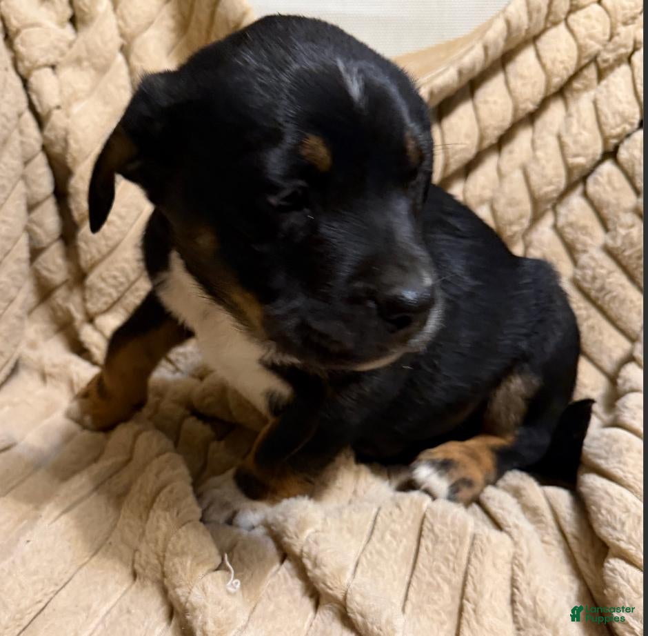Mixed Breed dogs for sale: Baby Boy  5 - Ad 21