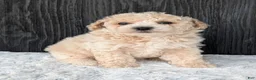 Bichpoo dogs for sale: Kody - Ad 13