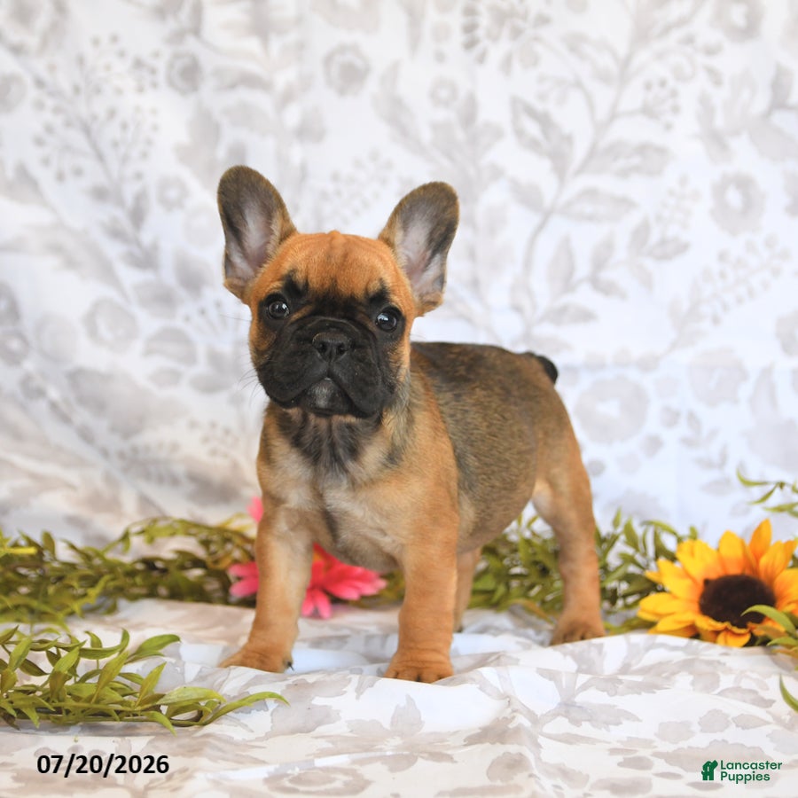 Frenchton dogs Destiny - Ad 1