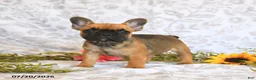 Frenchton dogs for sale: Destiny - Ad 1