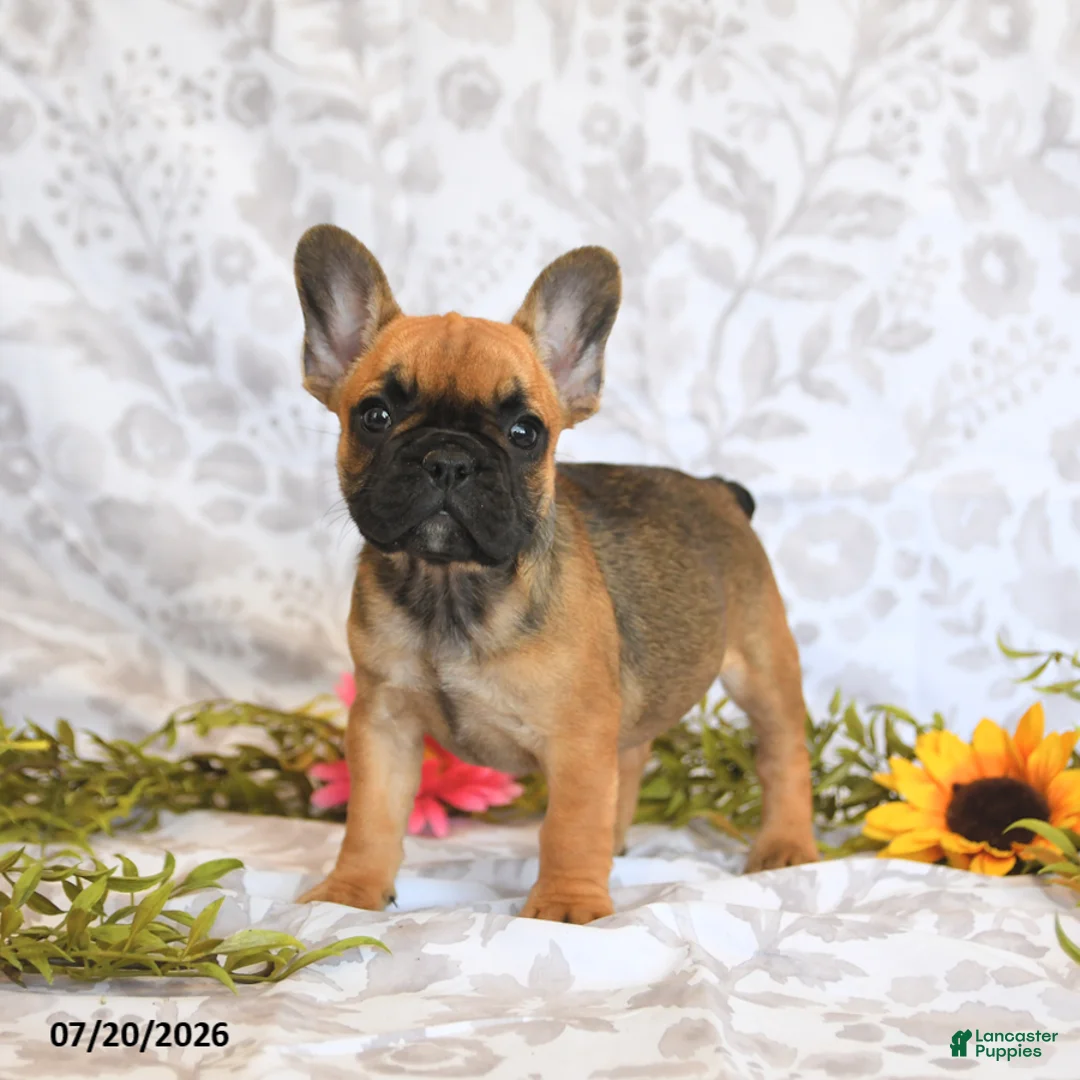 Frenchton dogs for sale: Destiny - Ad 1