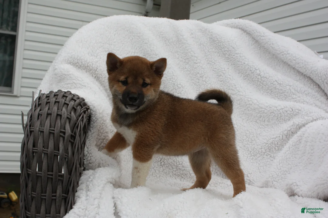 Shiba Inu dogs for sale: Karis - Ad 2
