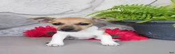 Jack Russell Terrier dogs for sale: Polly - Ad 3