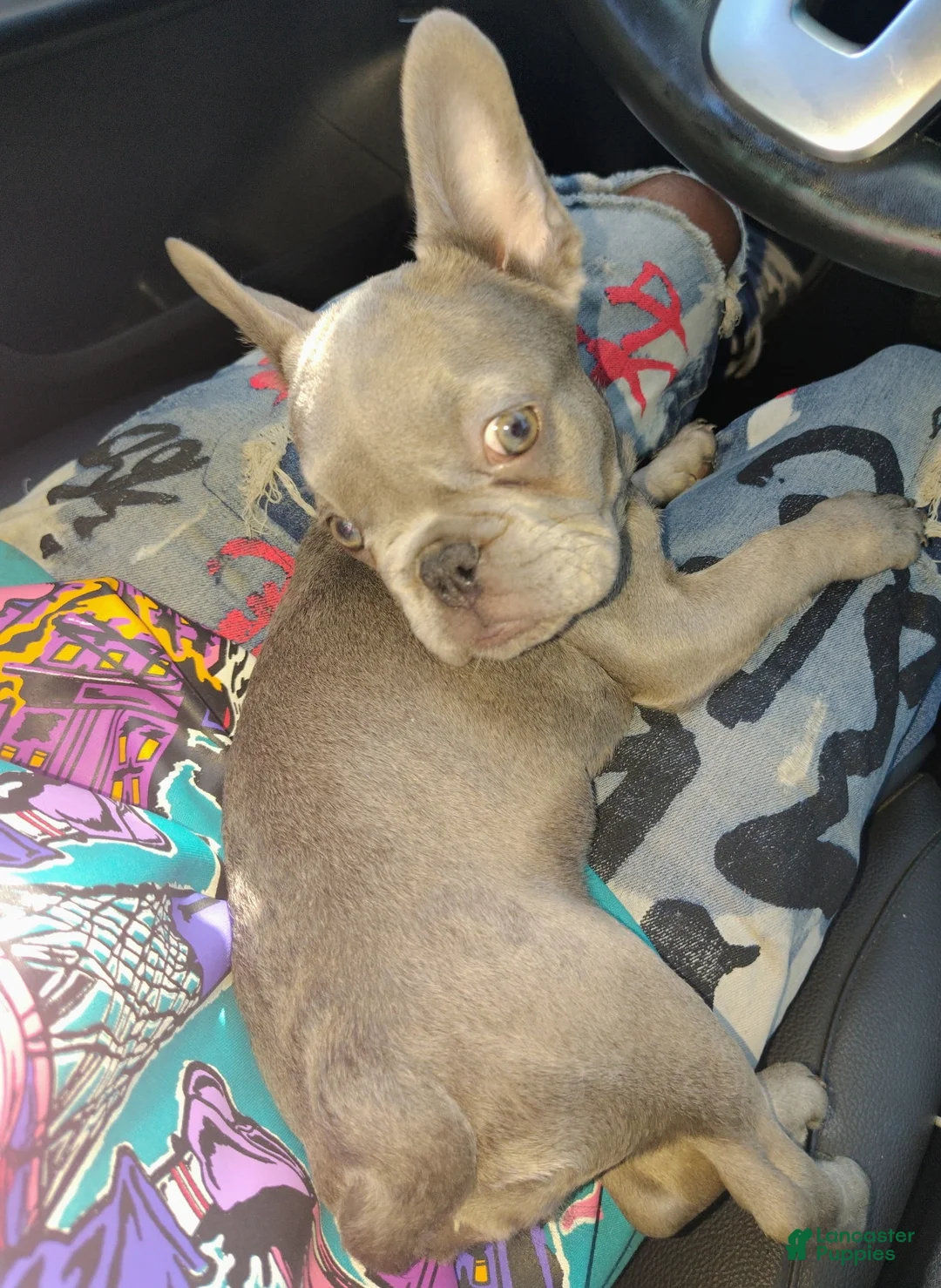 French Bulldog dogs for sale: Silver - Ad 2