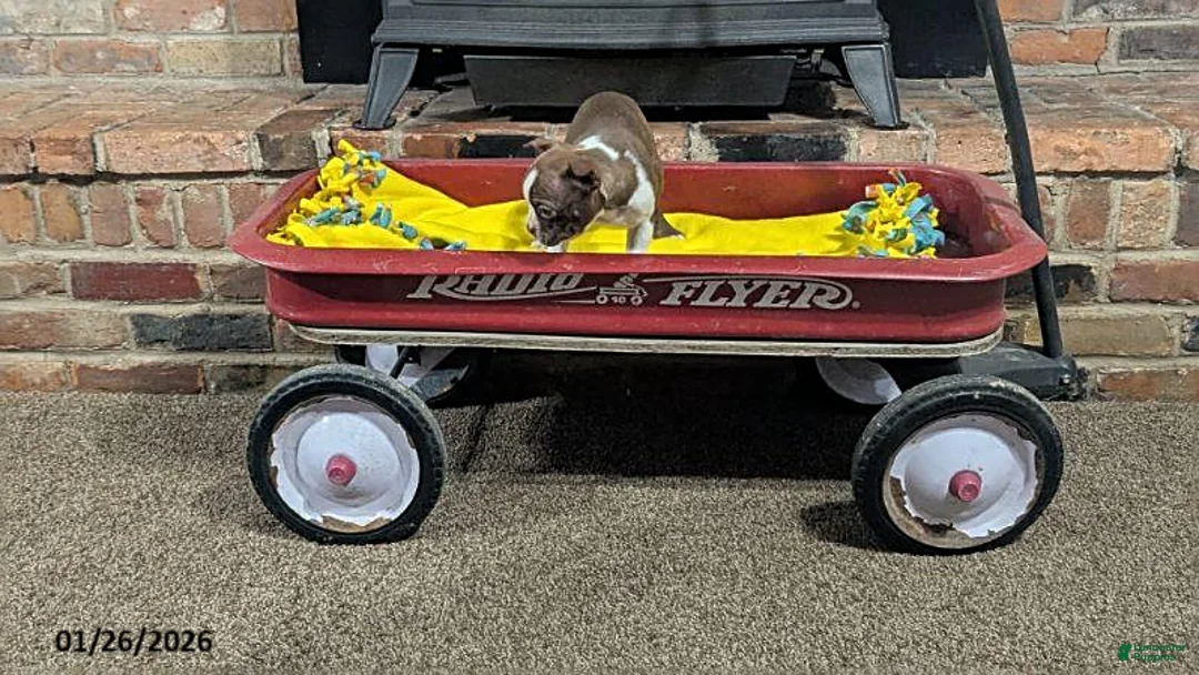 Boston Terrier dogs for sale: Hadassah - Ad 4