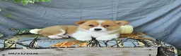 Welsh Corgi Pembroke dogs for sale: Abel - Ad 3