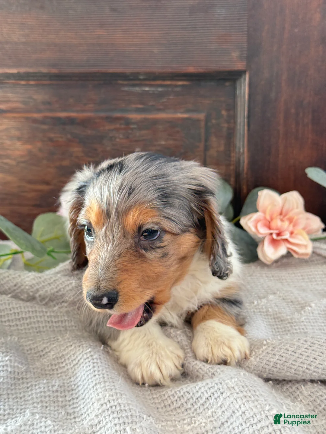 Miniature Dachshund dogs for sale: Murphy - Ad 11