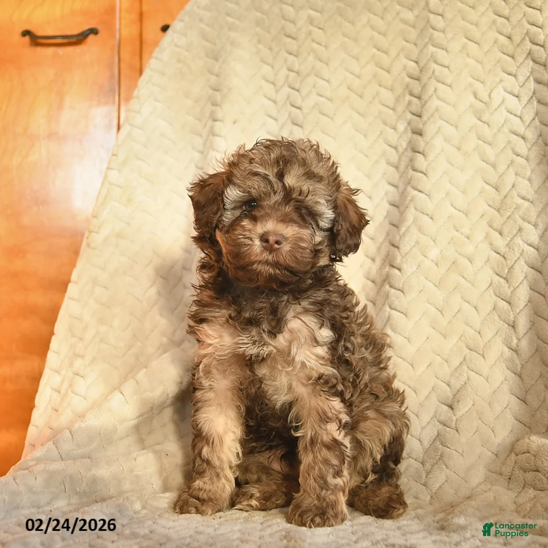Havapoo dogs for sale: Mocha  - Ad 1