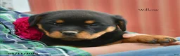 Rottweiler dogs for sale: Willow - Ad 3