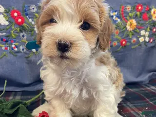 Havapoo dogs Star - Ad 11