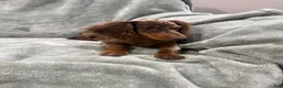 Miniature Dachshund dogs for sale: Female longhaired mini dachshund  - Ad 3