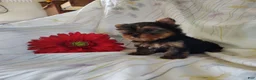 Yorkshire Terrier dogs for sale: Suzie - Ad 4