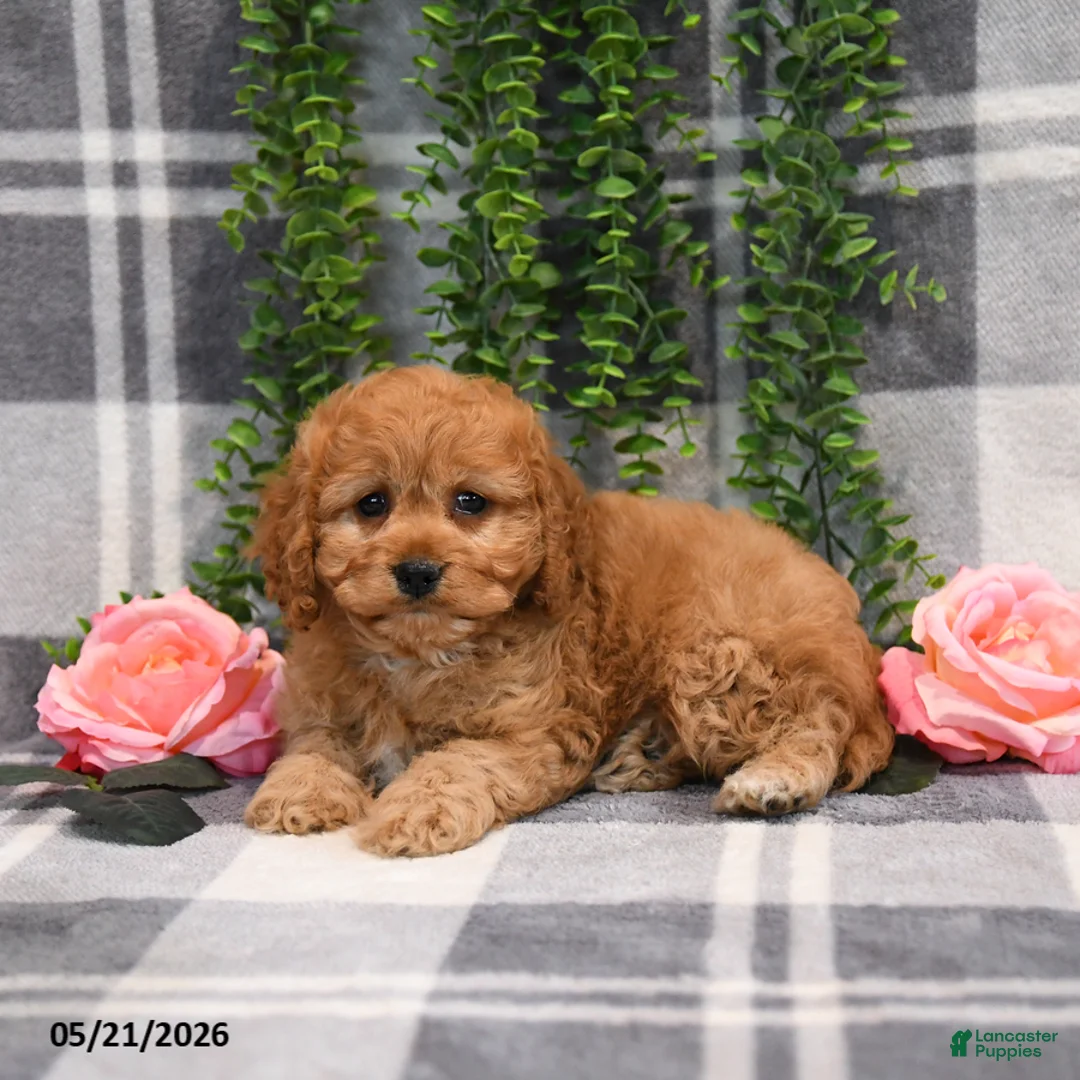 Cockapoo dogs for sale: Ida - Ad 5