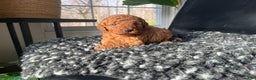Mini Goldendoodle dogs for sale: Indy-micro - Ad 2