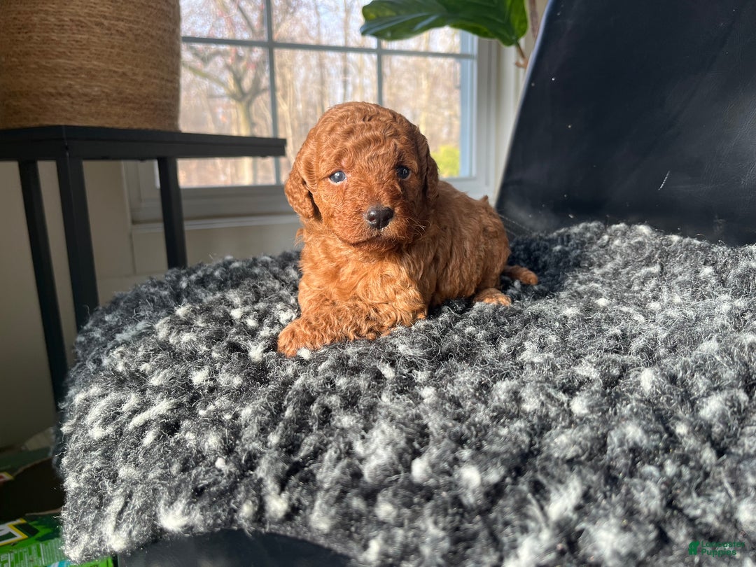 Mini Goldendoodle dogs for sale: Indy-micro - Ad 2