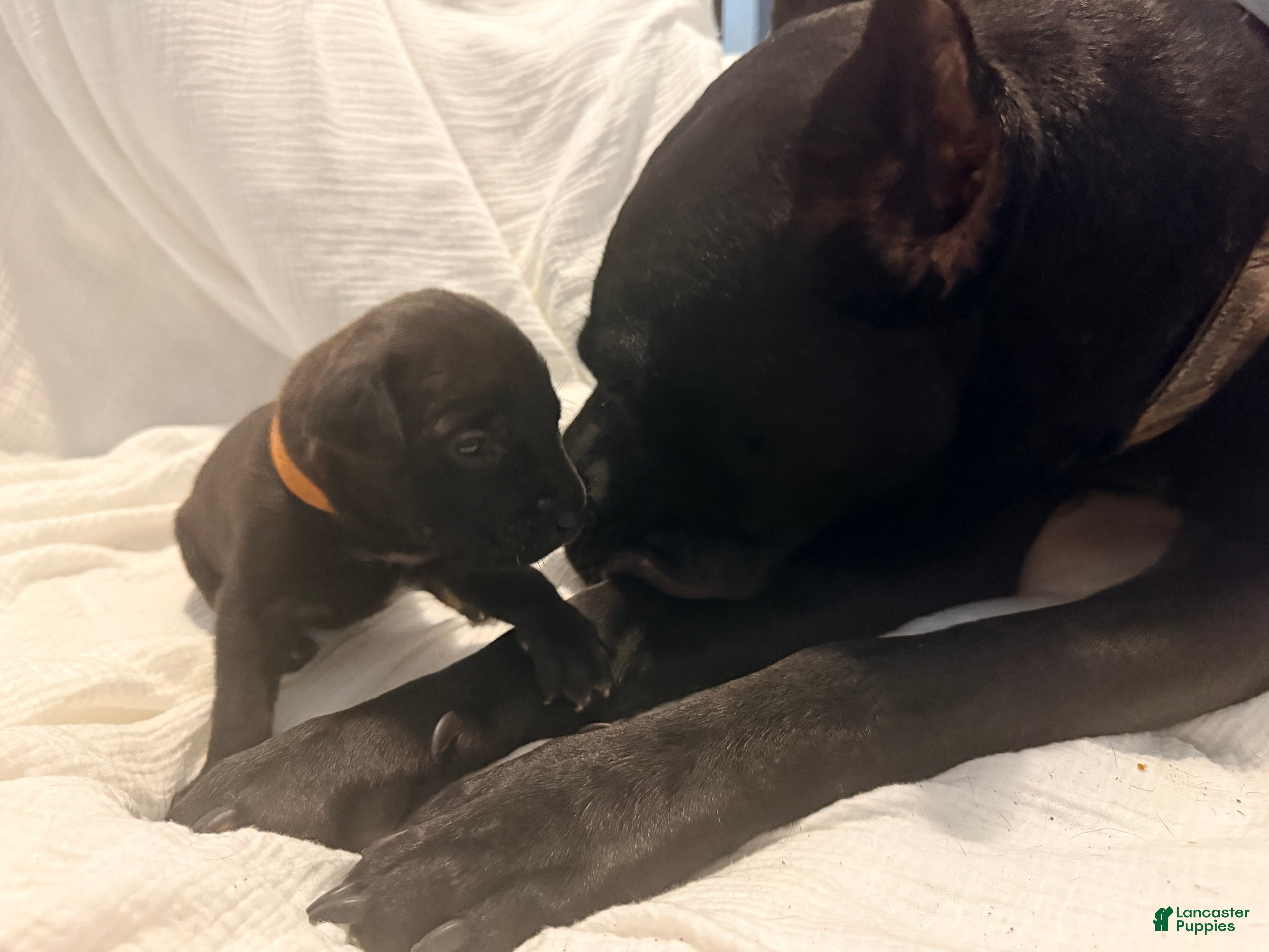 Cane Corso dogs Ketch AKC orange collar - Ad 9