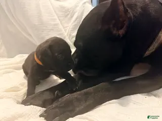 Cane Corso dogs Ketch AKC orange collar - Ad 9