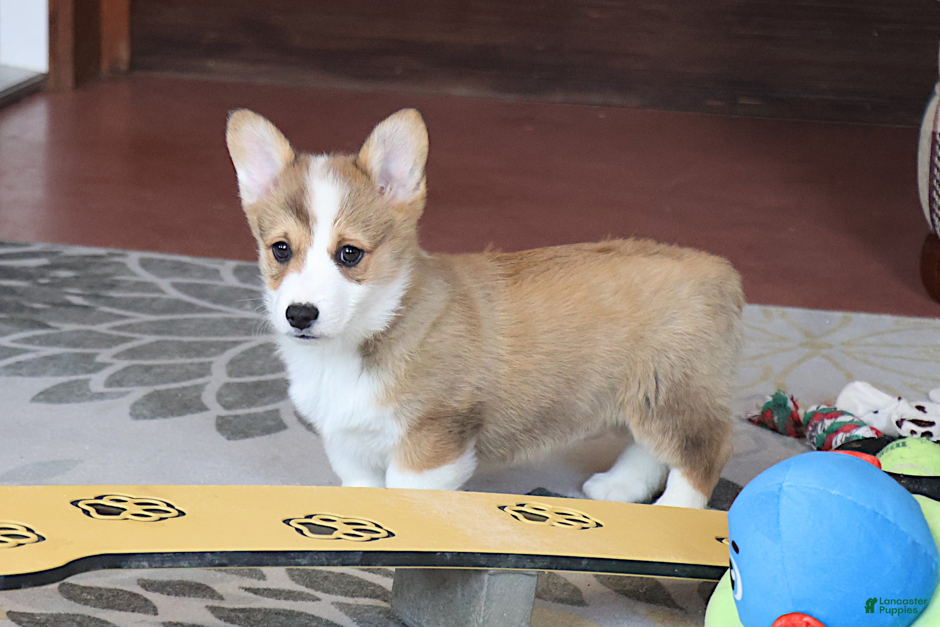 Welsh Corgi Pembroke dogs Valentine Sale Mannie - Ad 1