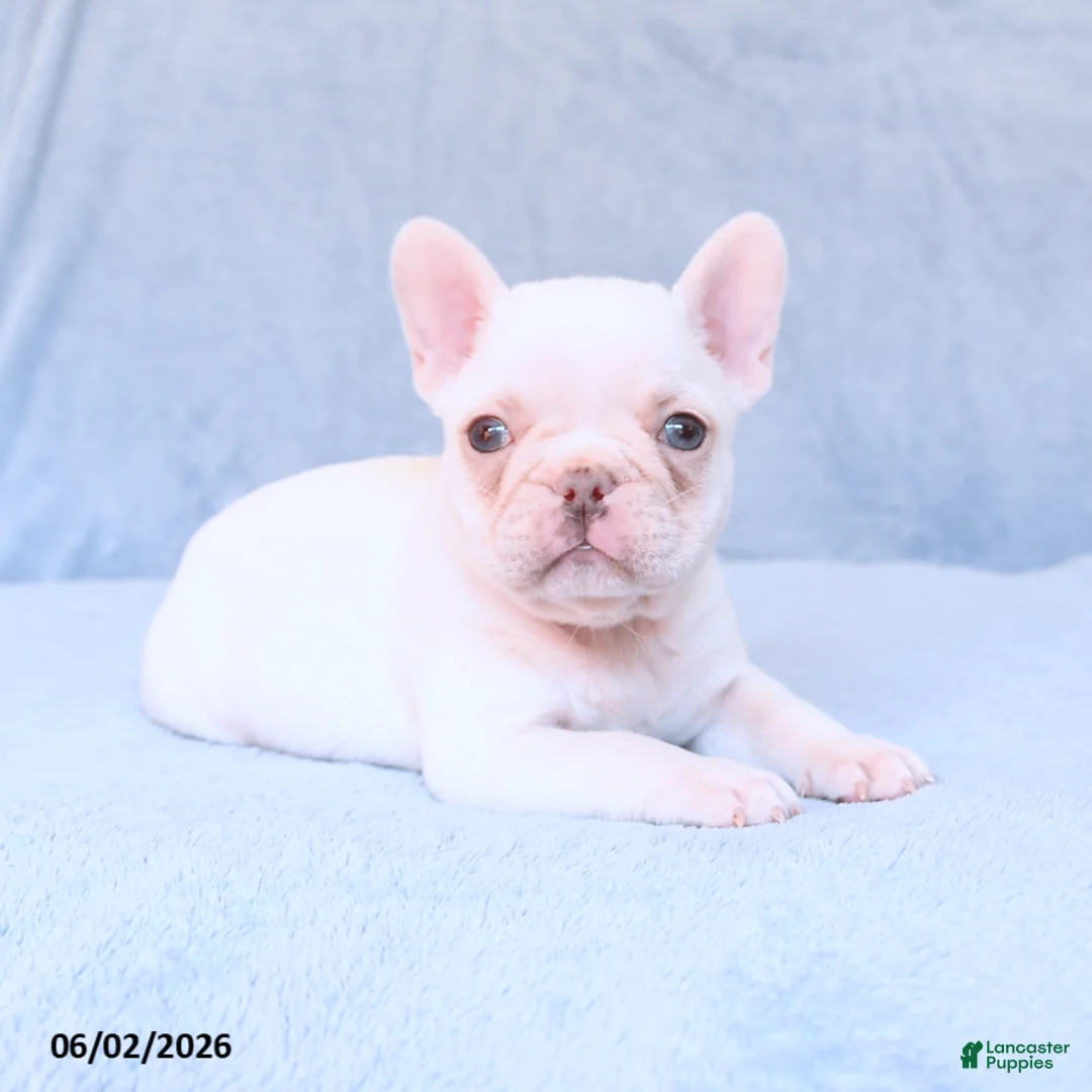 French Bulldog dogs for sale: Marbel - Ad 1