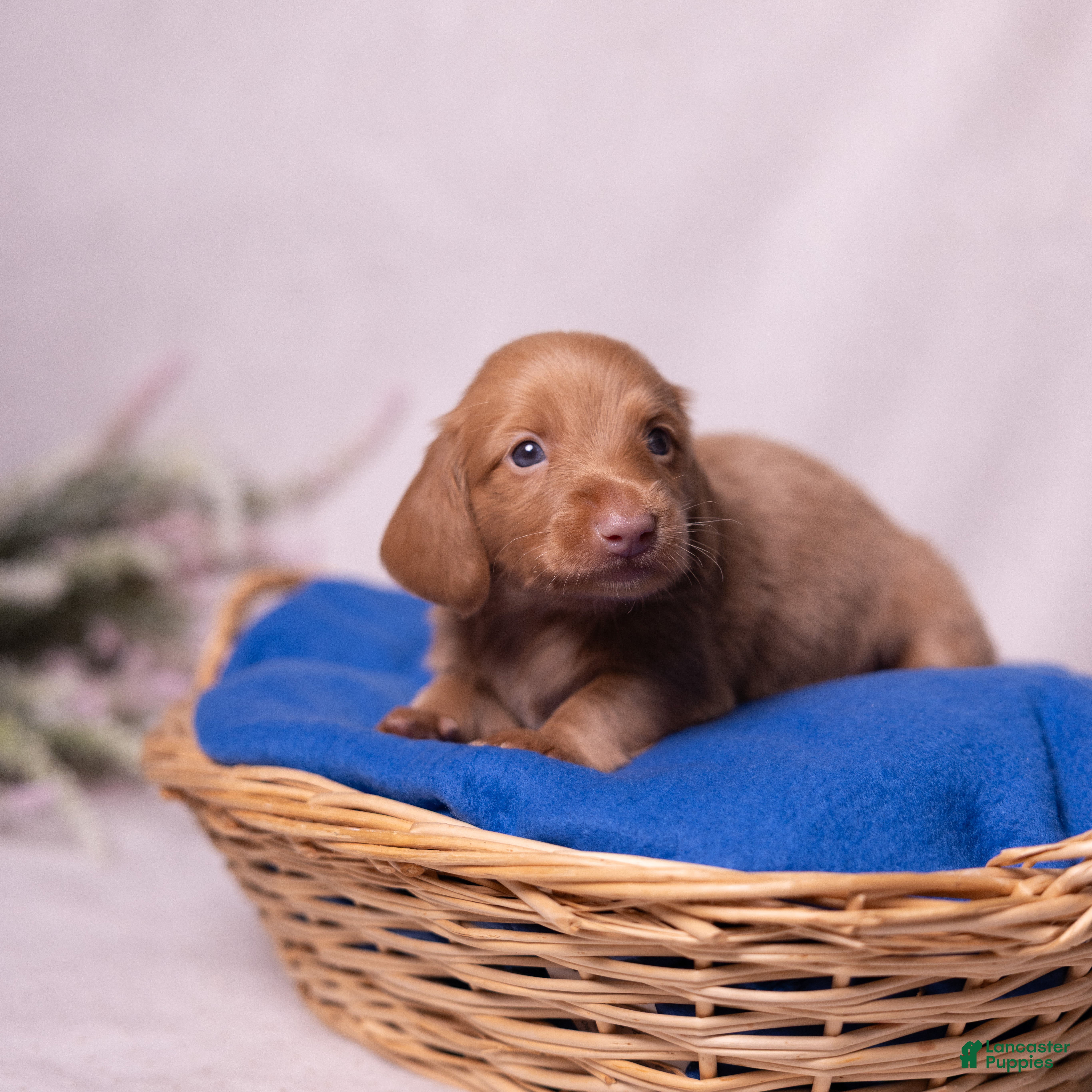 Miniature Dachshund dogs Peanut - Ad 2