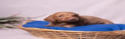 Miniature Dachshund dogs for sale: Peanut - Ad 2