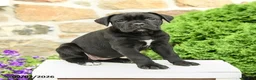 Cane Corso dogs for sale: Chara  - Ad 5