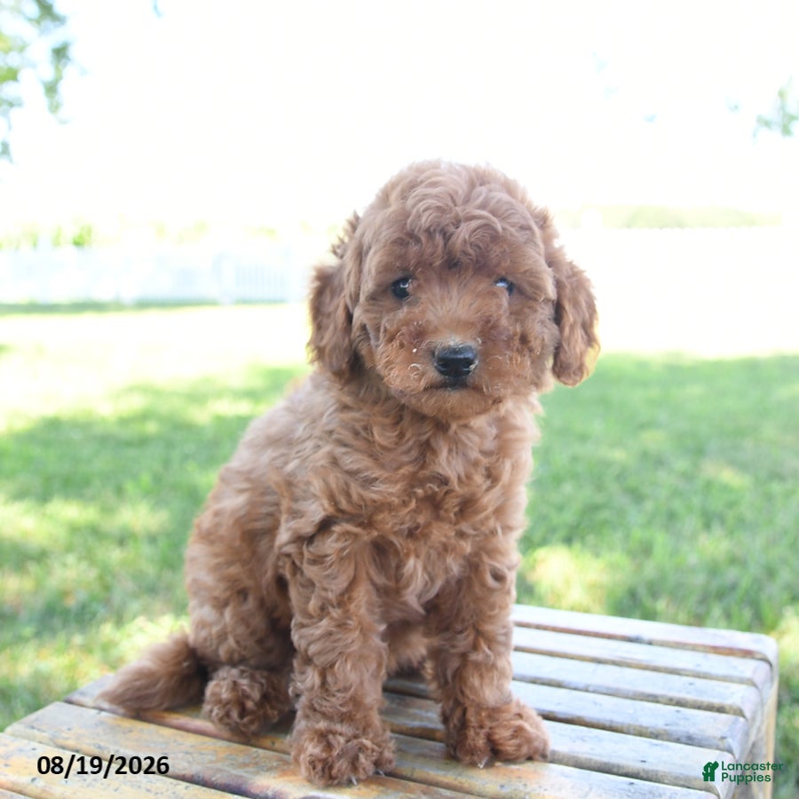 Mini Goldendoodle dogs Layla - Ad 2