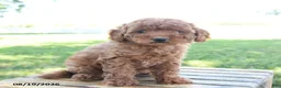 Mini Goldendoodle dogs for sale: Layla - Ad 2