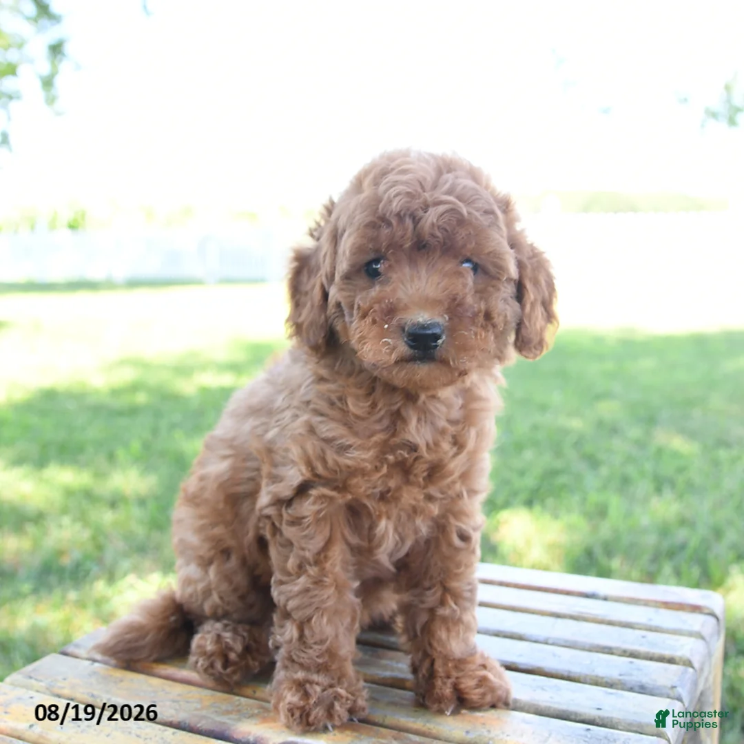 Mini Goldendoodle dogs for sale: Layla - Ad 2