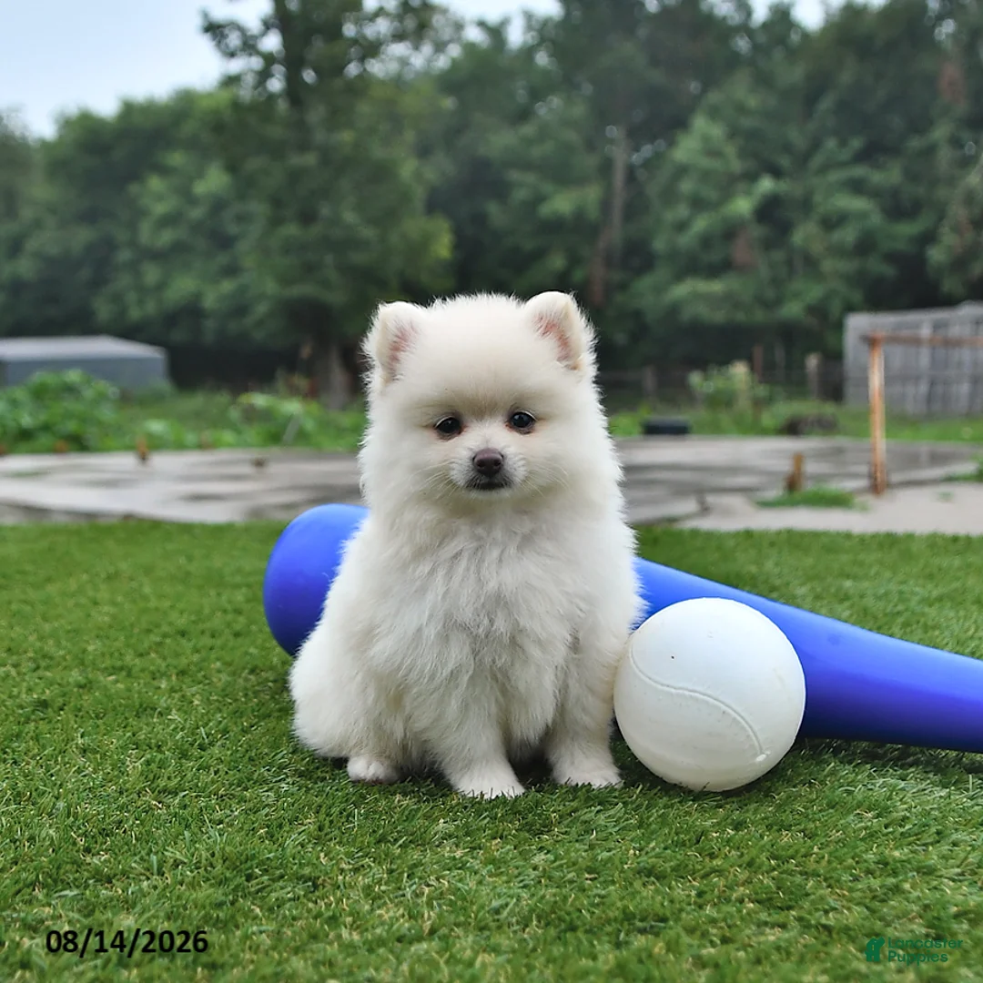 Pomeranian dogs for sale: Landon - Ad 2
