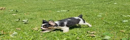 Mixed Breed dogs for sale: Shelby - Ad 2