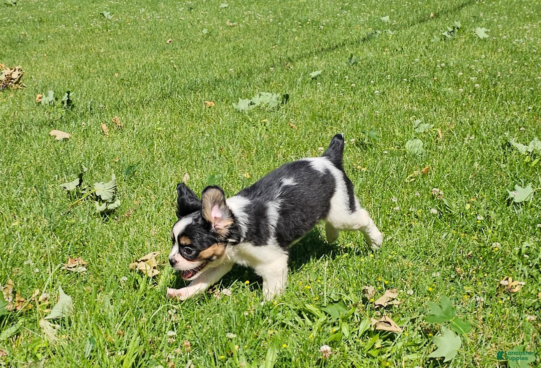 Mixed Breed dogs for sale: Shelby - Ad 2