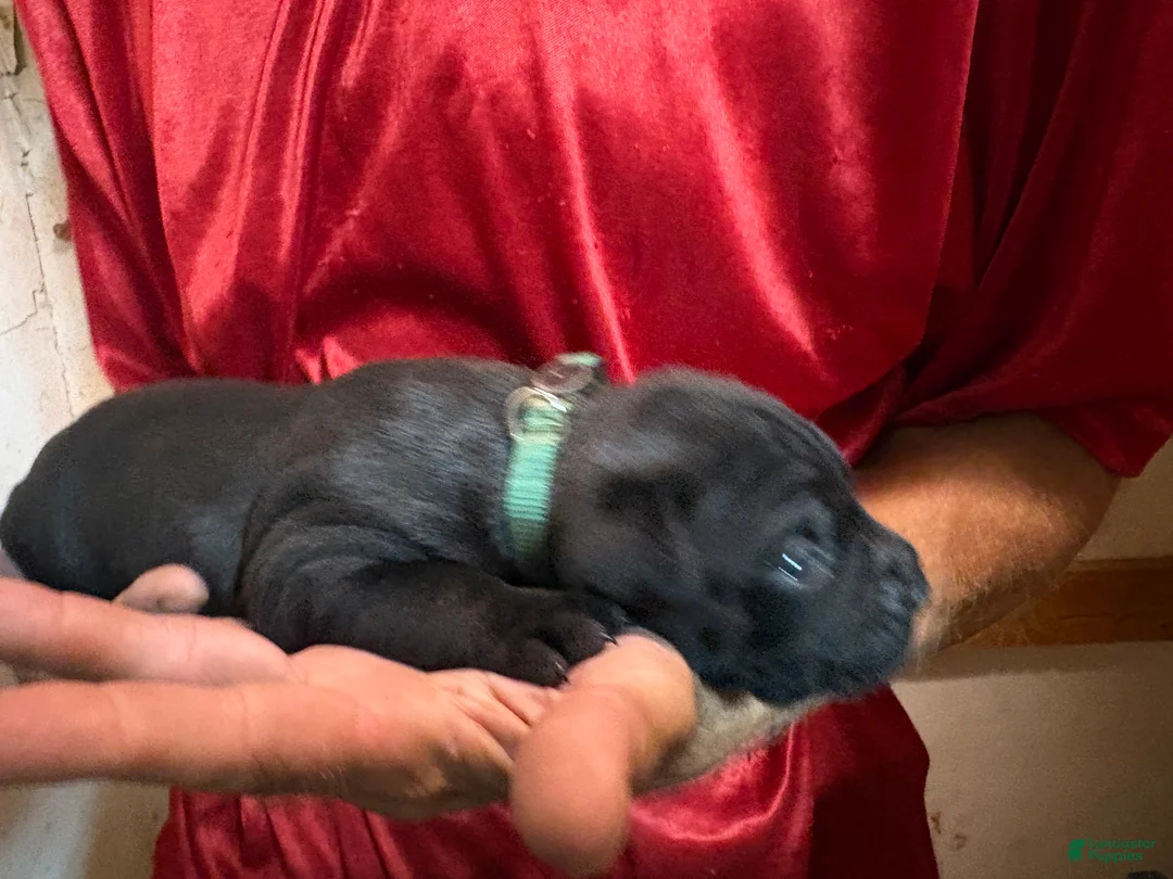 Cane Corso dogs for sale: Dark Green - Ad 2