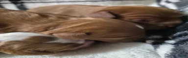 Cavalier King Charles Spaniel 2
