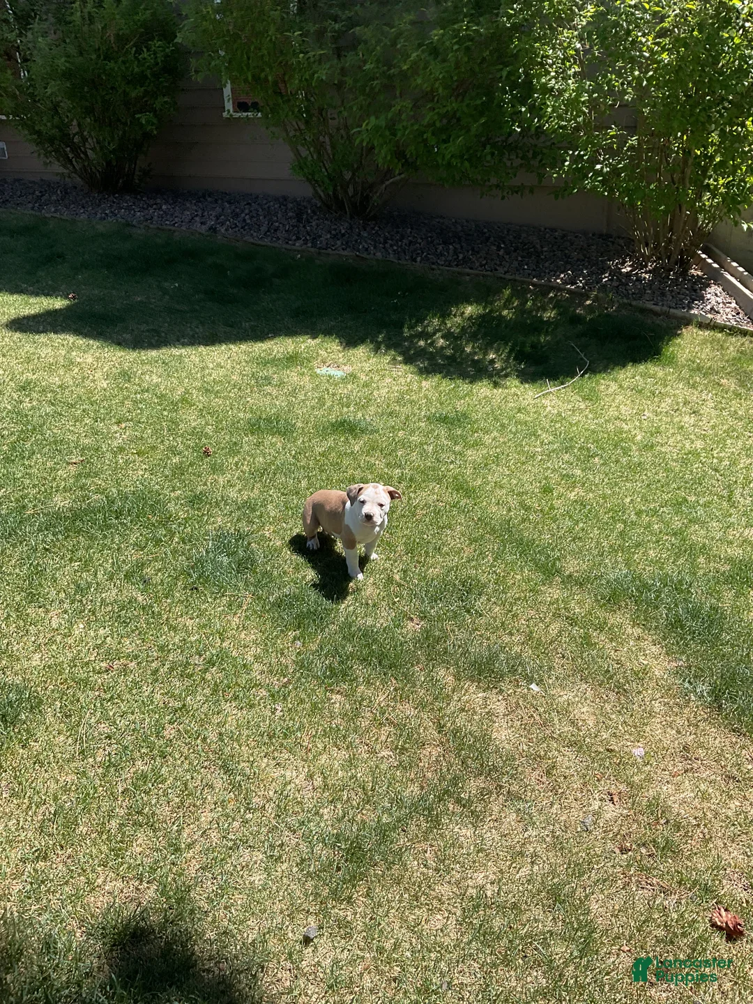 Mixed Breed dogs for sale: Staffshire terrier,American bully #5 - Ad 2