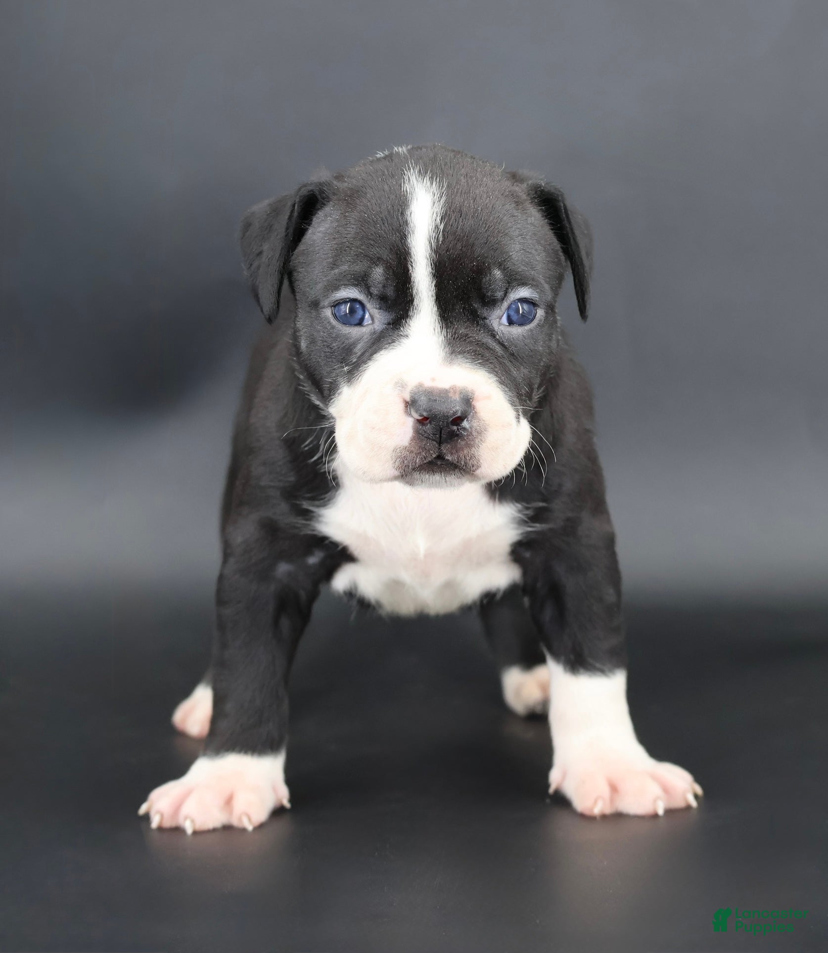 American Bully dogs Gardenia - Ad 1