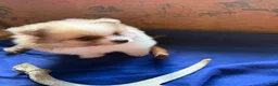 Pomeranian dogs for sale: Pomeranian 1 - Ad 4