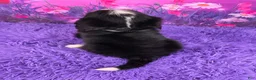 Miniature Bernese Mountain Dog dogs for sale: Leyla - Ad 4